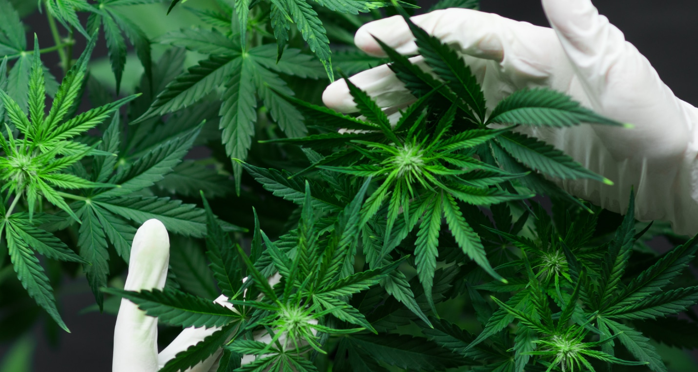 Cannabis-Beverage